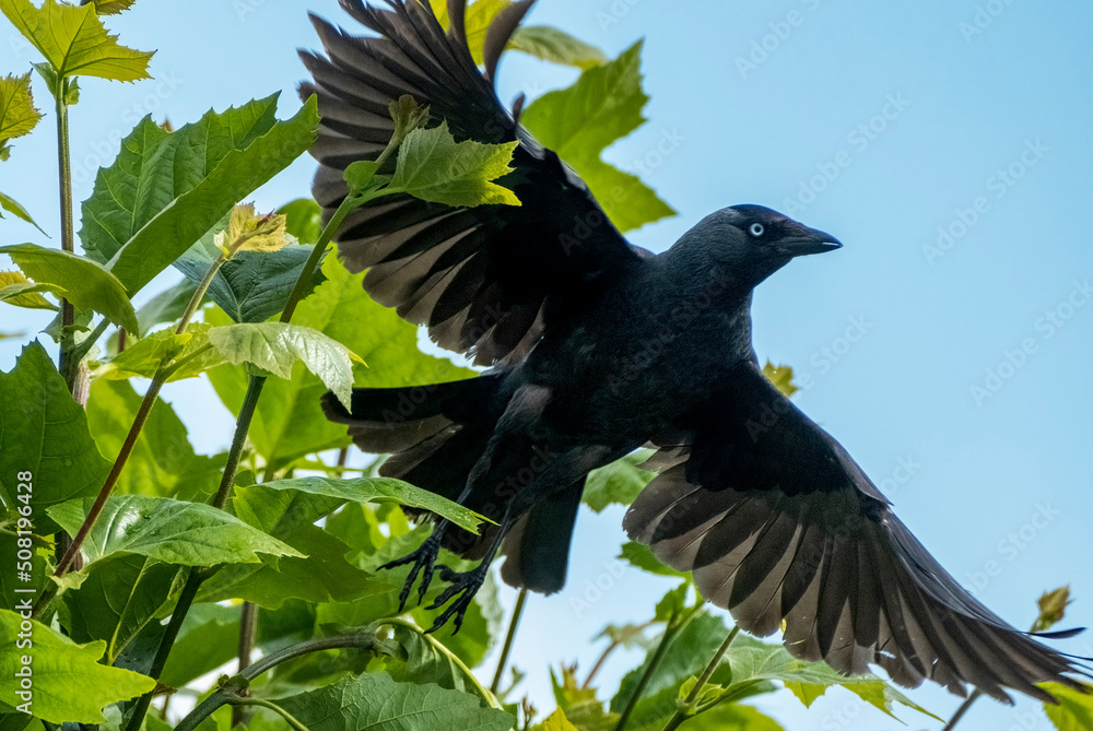 Fototapeta premium Kauw -Jackdaw
