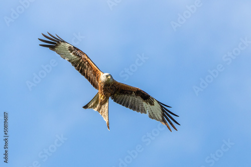A Red Kite soaring across a clear blue sky