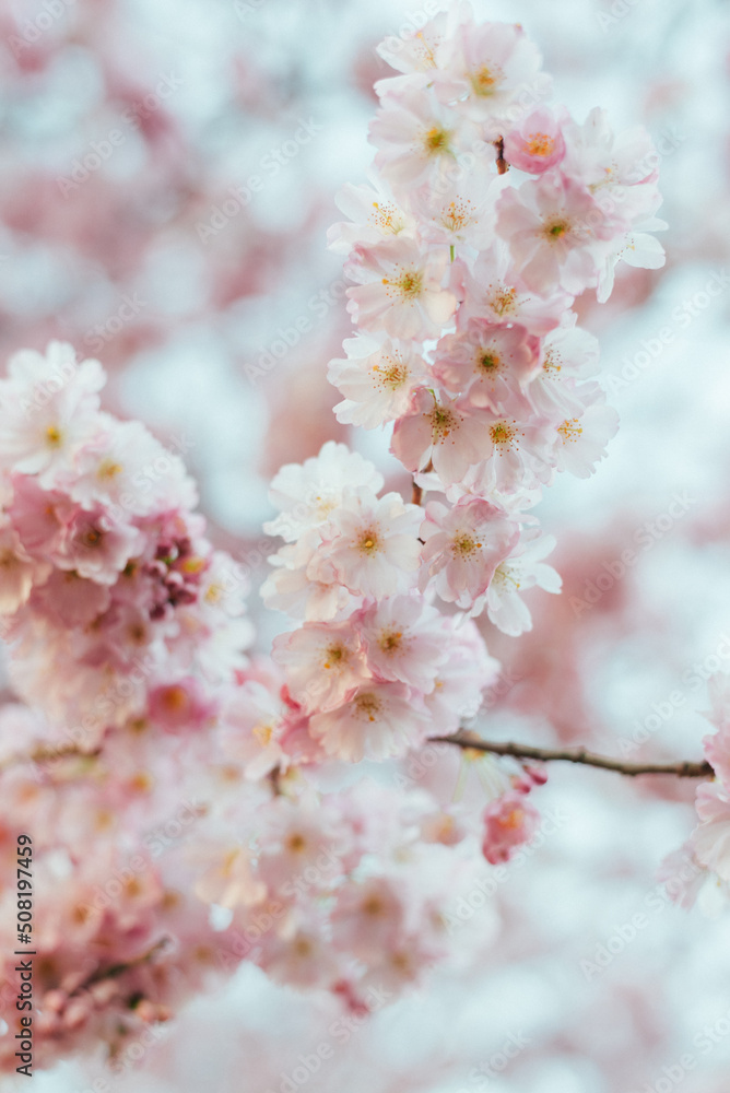 Naklejka premium Blooming tree with light pink flowers close up.