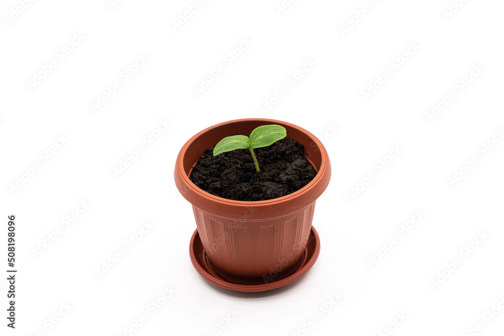 Top or side view of a young plant in a pot on a white background. cucumber seedling Top or side view of a young plant in a pot on a white background. cucumber seedling