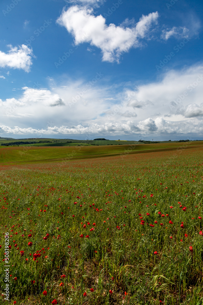 Looking out over the South Downs, with poppies growing in farmland