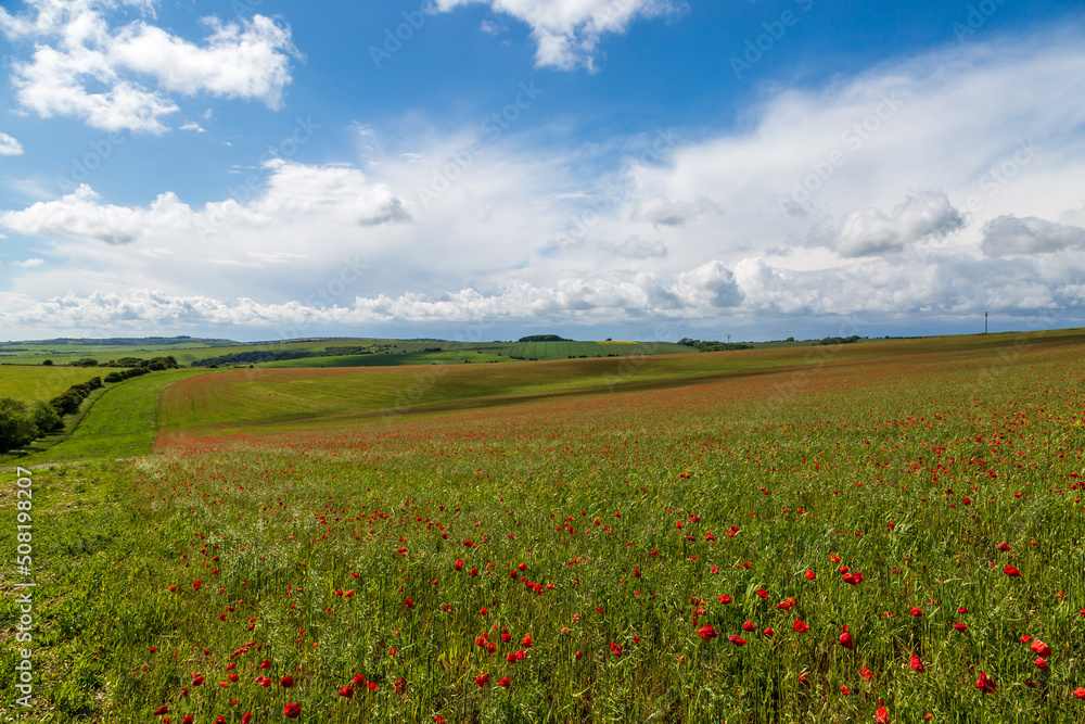 Poppy fields in Sussex on an early summers day