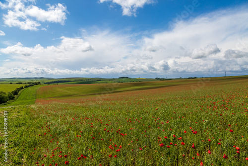 Poppy fields in Sussex on an early summers day