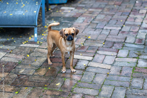 pug pugalier puppy explore the plants in the backyard photo