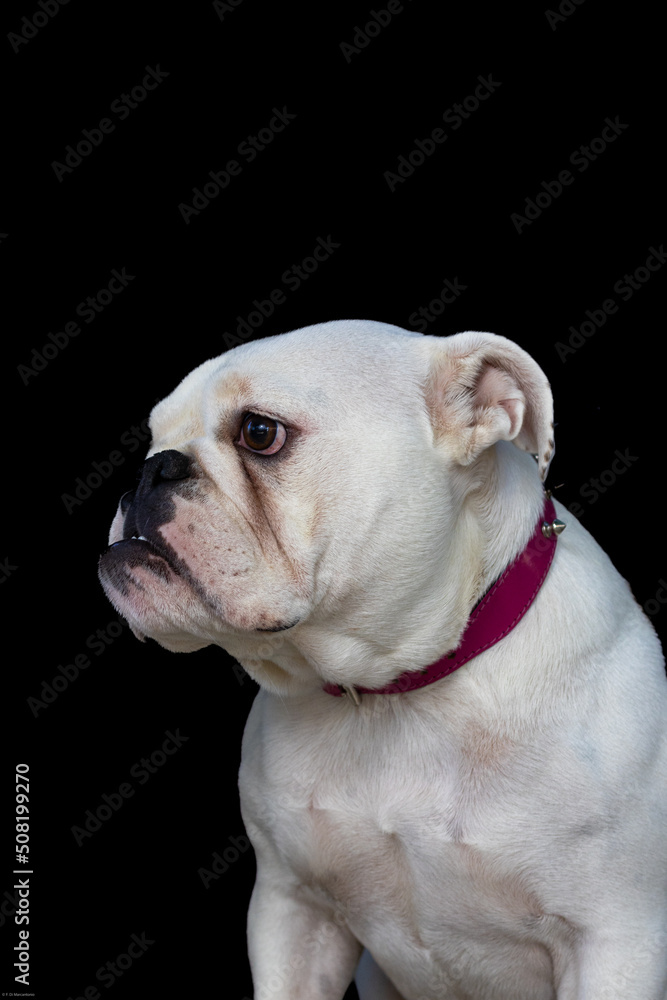 Print ready dog photos, great for magazines, advertising etc.
@f.dimarcantoniophoto Print ready dog photos, great for magazines, advertising etc.
@f.dimarcantoniophoto