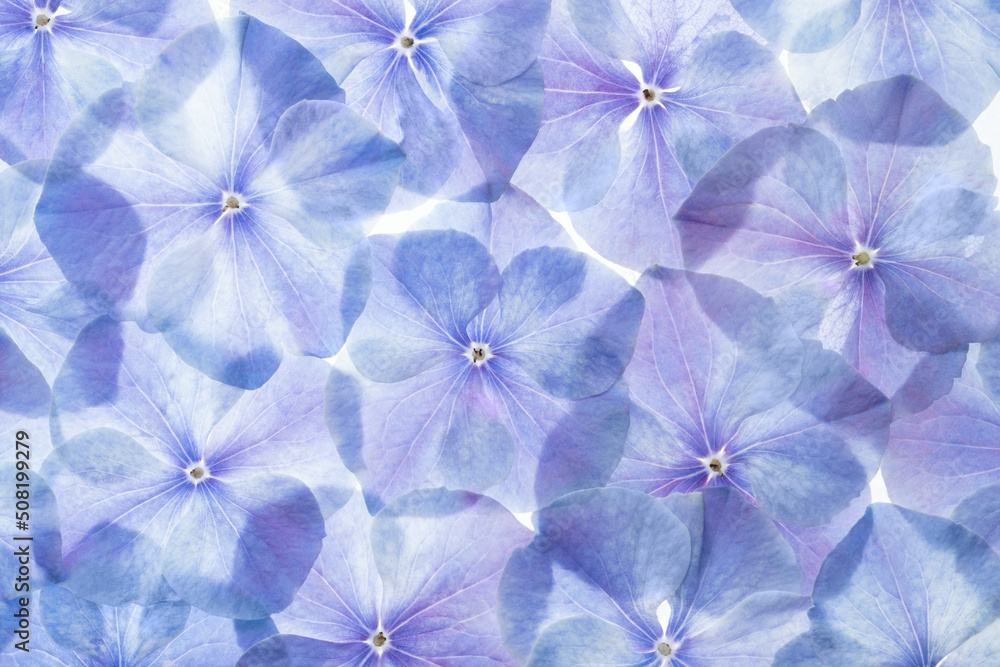 hydrangea flower background hydrangea flower background