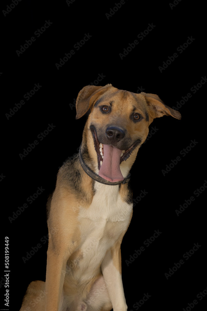 Print ready dog photos, great for magazines, advertising etc.
@f.dimarcantoniophoto