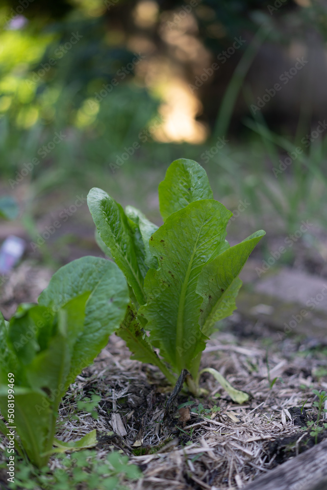 organic lettuce leaves growing the backyard garden organic lettuce leaves growing the backyard garden