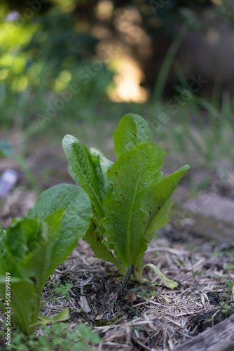 organic lettuce leaves growing the backyard garden