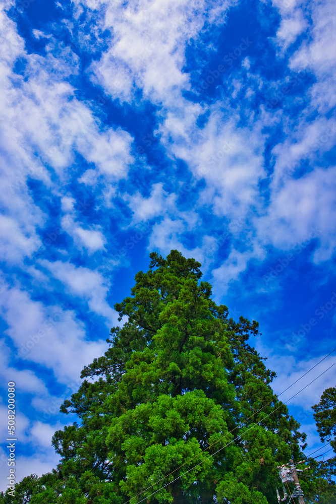 青空と杉