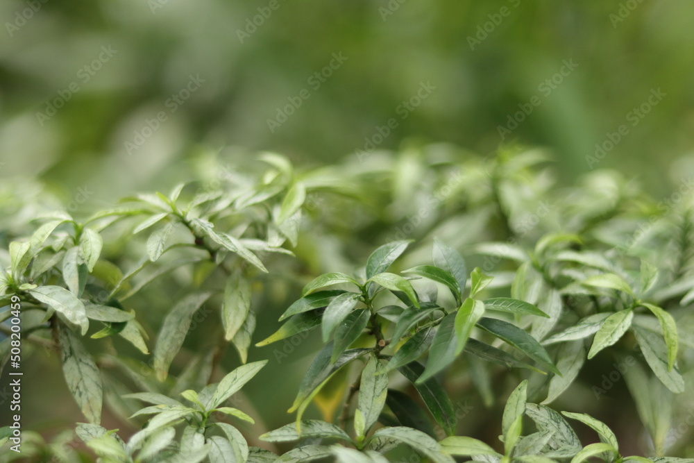 Obraz premium Leaves of natural plant with beautiful white patterns