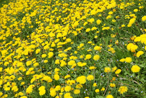 A clearing of yellow dandelions. Bright honey-bearing flowers.