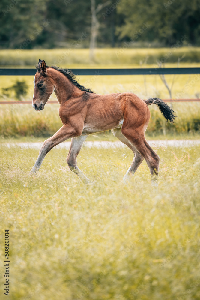 Fototapeta premium Fohlen auf einer Wiese