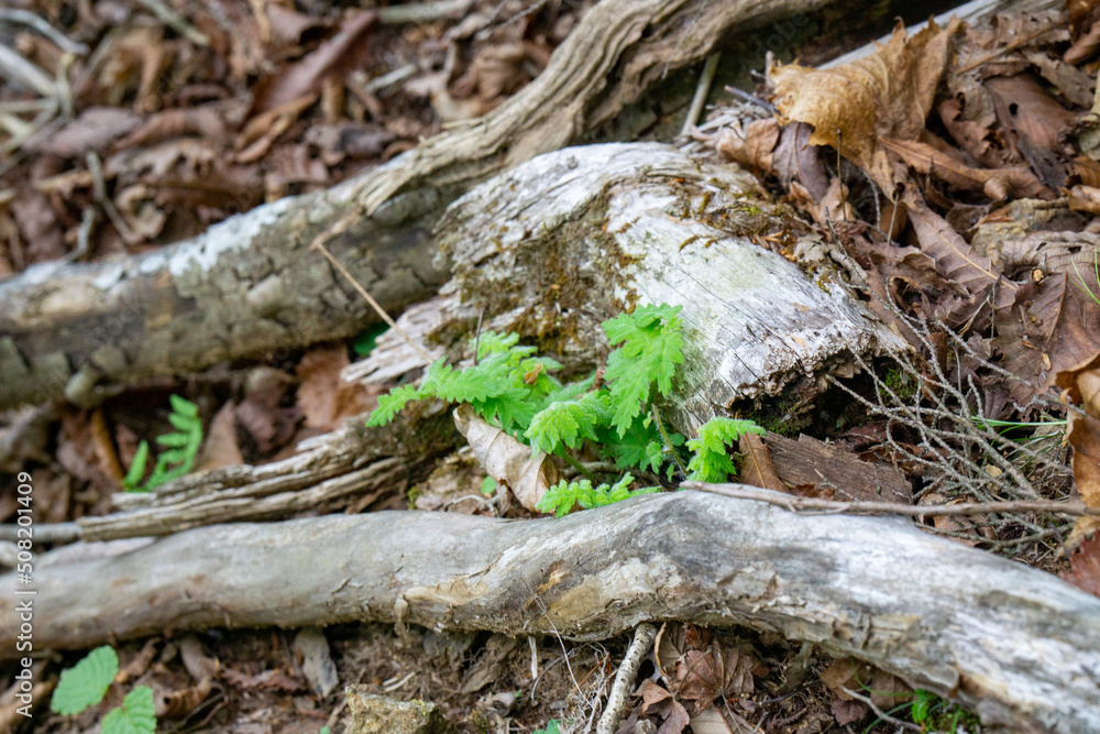 Obraz premium ハンカイシオガマの葉