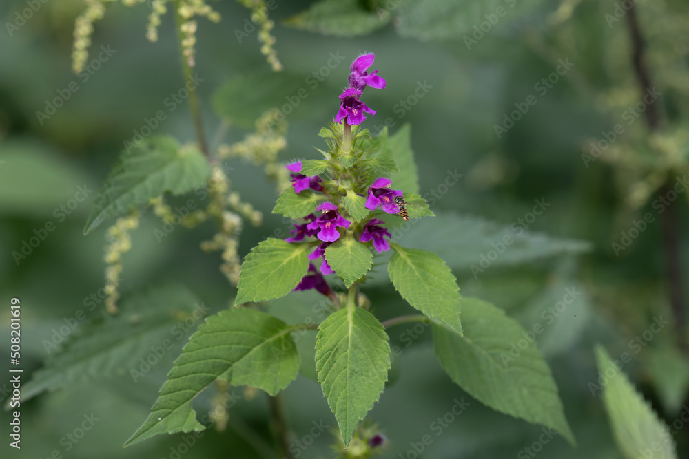 Hoverfly in front of the flowers of the soft hemp tooth Hoverfly in front of the flowers of the soft hemp tooth