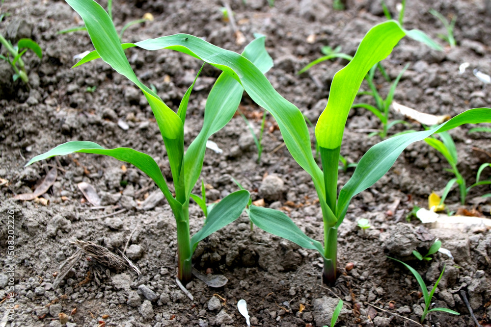 fields planted with corn. green corn sprouts in a field at a ranch. High quality photo fields planted with corn. green corn sprouts in a field at a ranch. High quality photo
