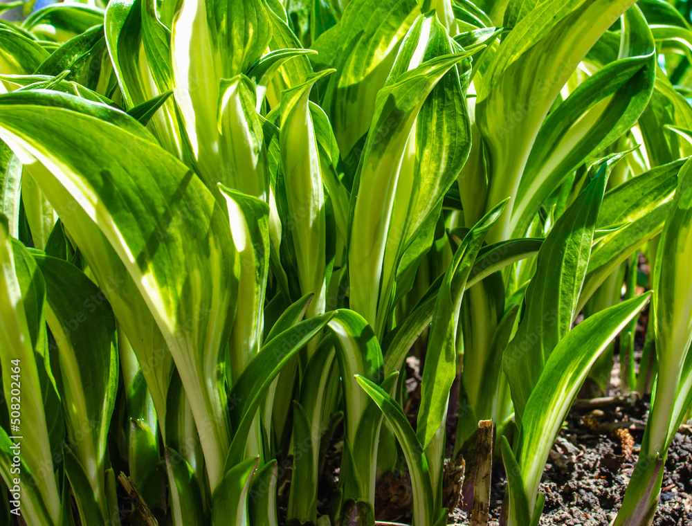 Shoots of a young hosta plant grow in a flower bed in spring Shoots of a young hosta plant grow in a flower bed in spring