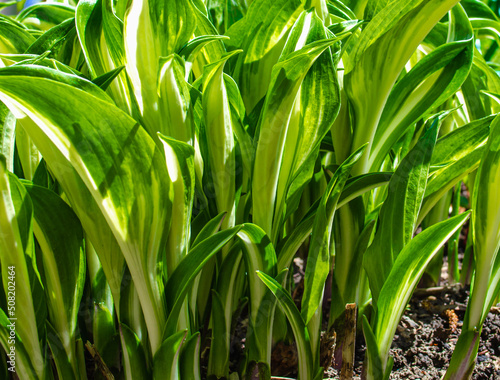 Shoots of a young hosta plant grow in a flower bed in spring