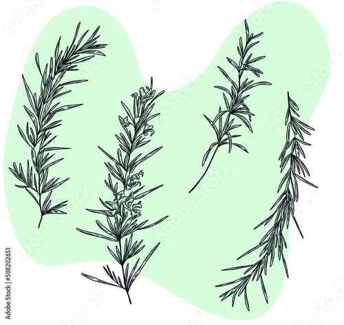 Isolated vector hand drawn illustration of rosemary herbal plant branches