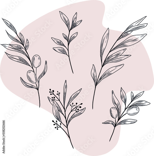 Isolated vector hand drawn illustration of olive tree, olives, olive branch