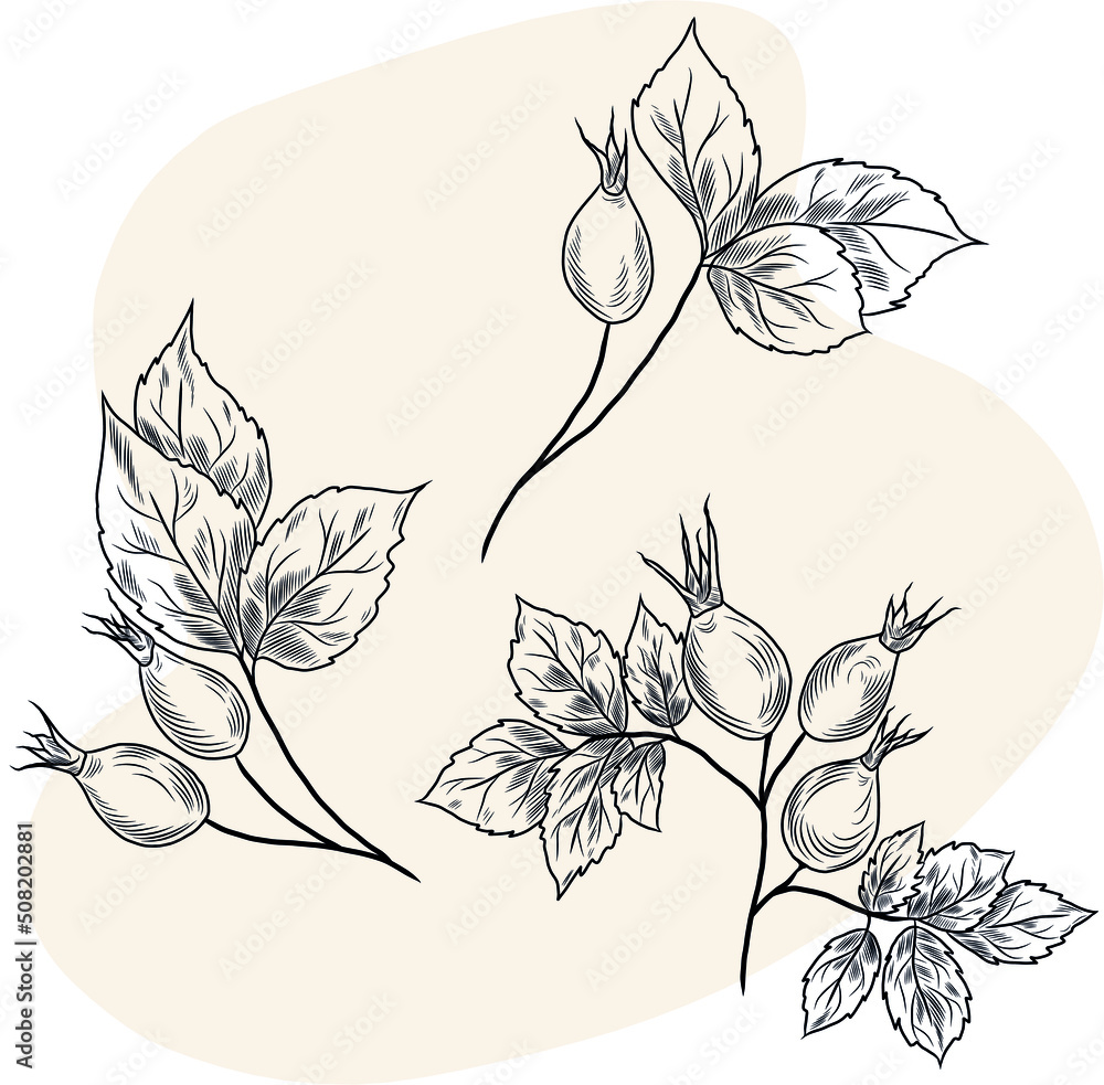 Isolated vector hand drawn illustration of rose-hip herbal plant Stock  Vector | Adobe Stock