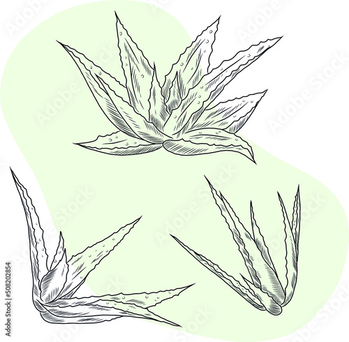 Isolated vector hand drawn illustration of aloe vera herbal plant leaves