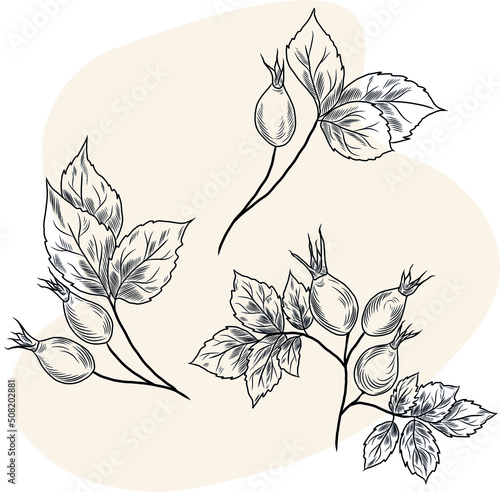 Isolated vector hand drawn illustration of rose-hip herbal plant photo