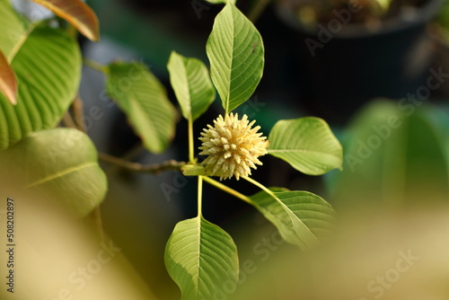 Mitragyna speciosa (Korth.) Havil flowers and kratom leaves on the kratom tree