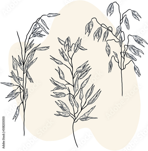 Isolated vector hand drawn illustration of oat plant, herbal plants