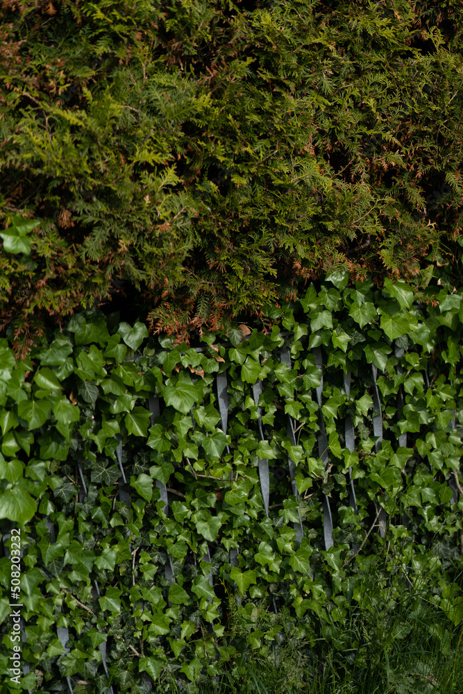 Fototapeta premium ivy on the wall