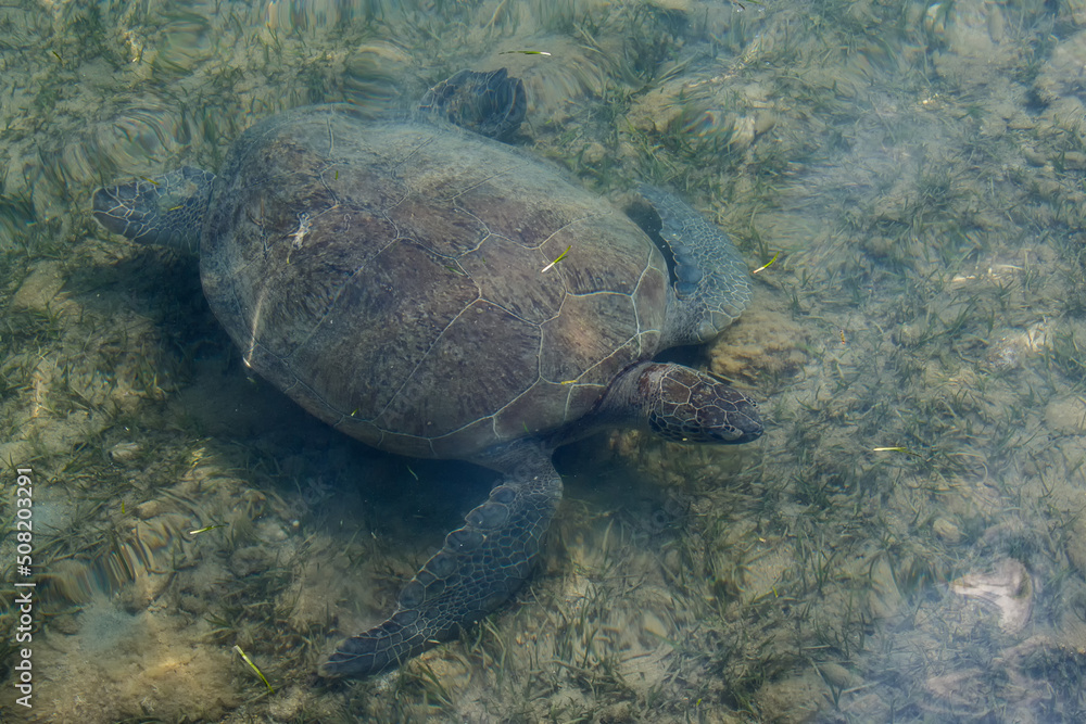 A green sea turtle foraging for sea grass in shallow water, from above 