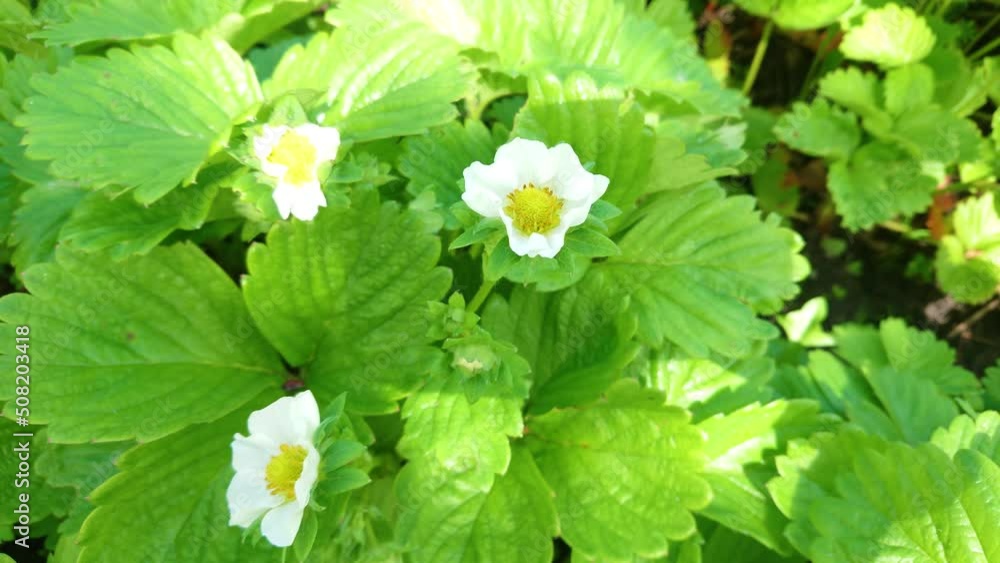 Bushes of strawberry in the garden, soft focus background Bushes of strawberry in the garden, soft focus background
