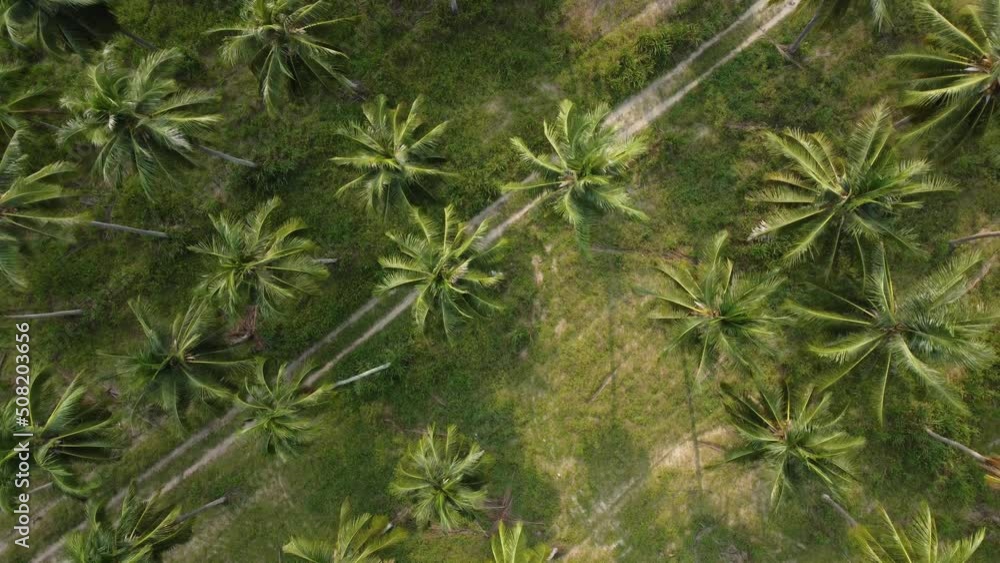 Aerial shot of coconut palm plants from a drone in a coconut plantation in rural Thailand. Aerial shot of coconut palm plants from a drone in a coconut plantation in rural Thailand.