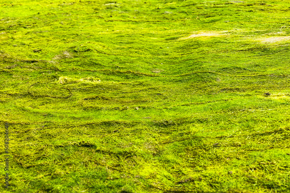 Green short grass pattern abstract. Green short grass pattern abstract.