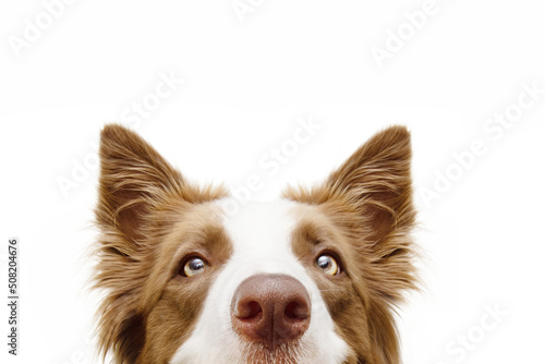 Close-up hide brown border collie looking at camera Fototapet