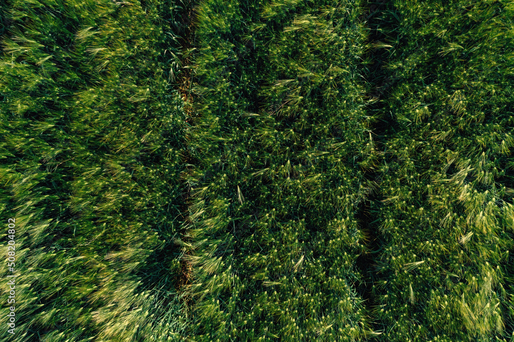 Green unripe barley (Hordeum Vulgare) crops from drone pov Green unripe barley (Hordeum Vulgare) crops from drone pov