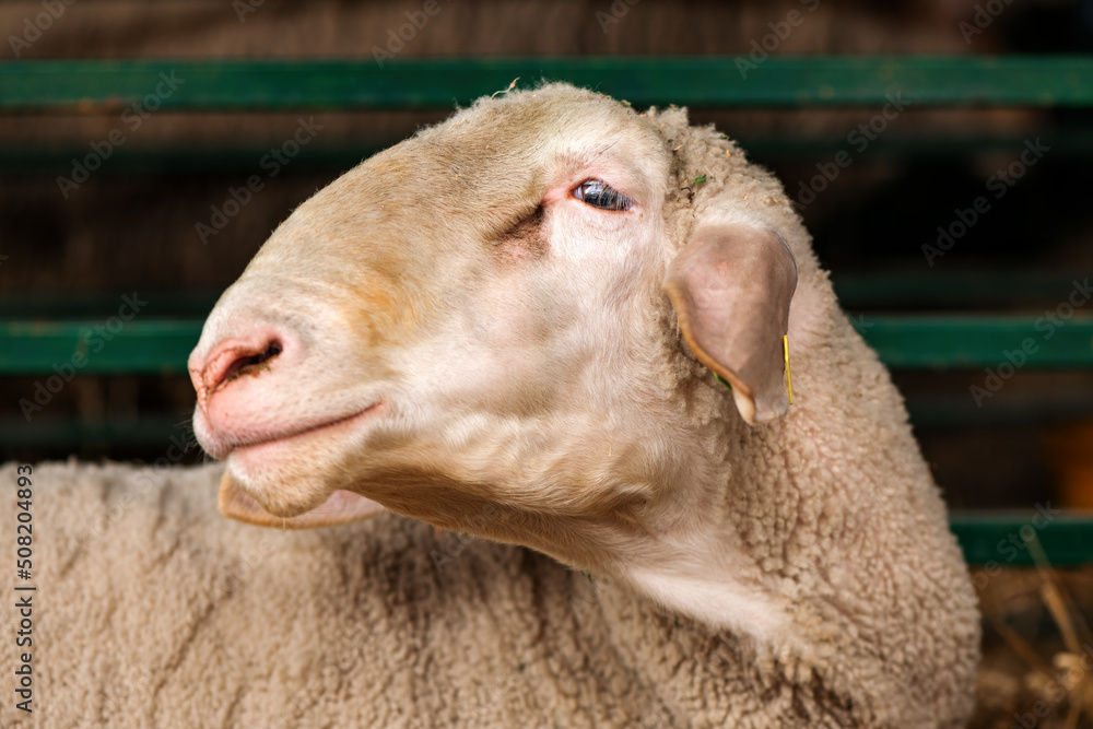 Merinolandschaf or Merino breed of domestic sheep in farm pen Merinolandschaf or Merino breed of domestic sheep in farm pen