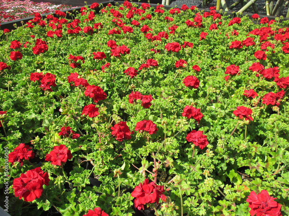 春の花壇に美しく咲き誇る、赤が鮮やかなゼラニューム（カリオペ・ダークレッド）