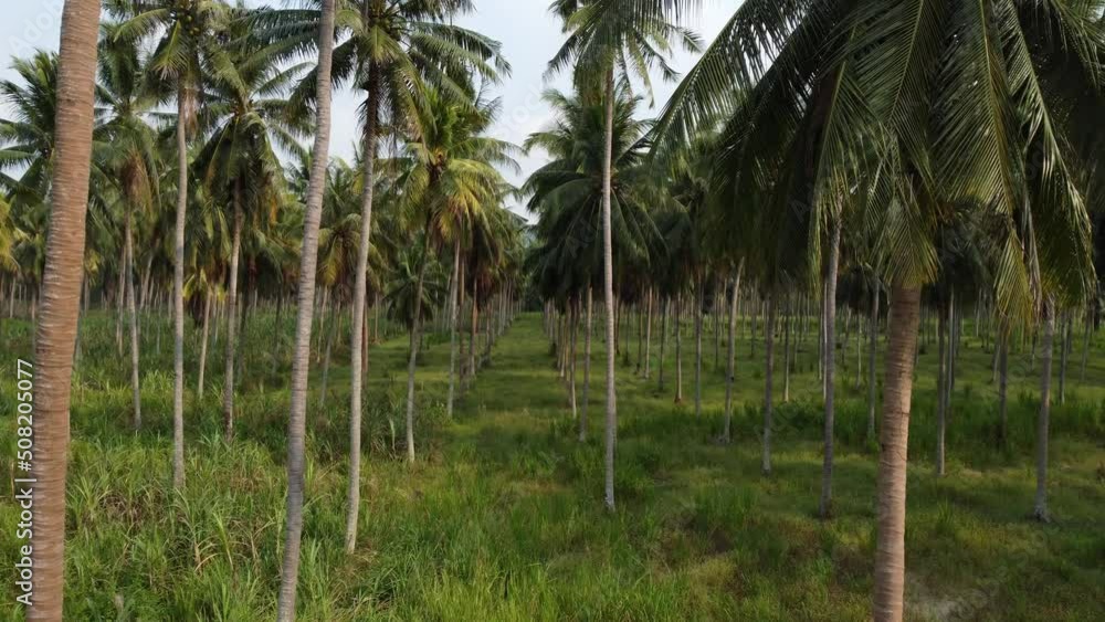 Aerial shot of coconut palm plants from a drone in a coconut plantation in rural Thailand. Aerial shot of coconut palm plants from a drone in a coconut plantation in rural Thailand.