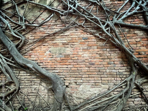 A reddish brown and black stained clay brick wall has a lot of gray roots clinging to the wall for the background.