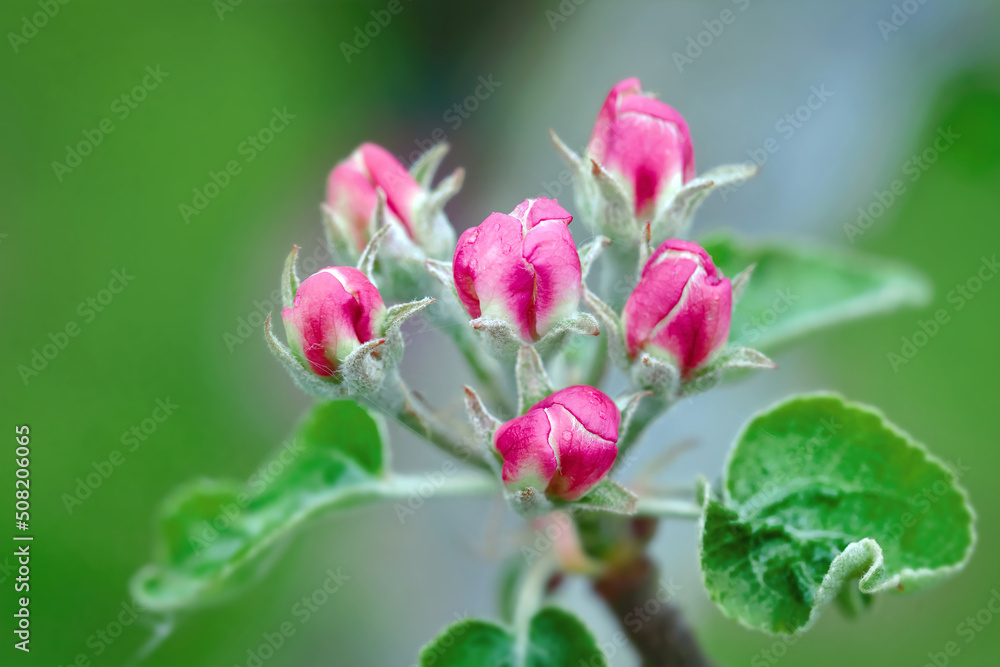 Apple blossom buds in spring, malus domestica gloster apple tree. Buds on spring apple tree. Spring branch of apple tree with pink budding buds and young green leaves close up.