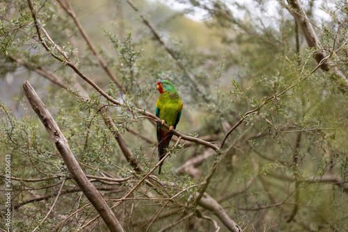 An Australian critically endangered migratory swift parrot (Lathamus discolor) facing extinction due to logging and climate change