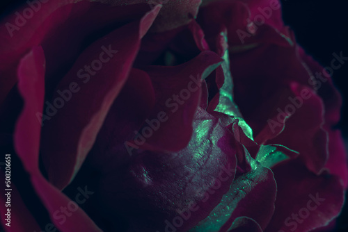 Beautiful fresh roses. Red neon rose close up. Bright macro background.  Stock Illustration, neon rose