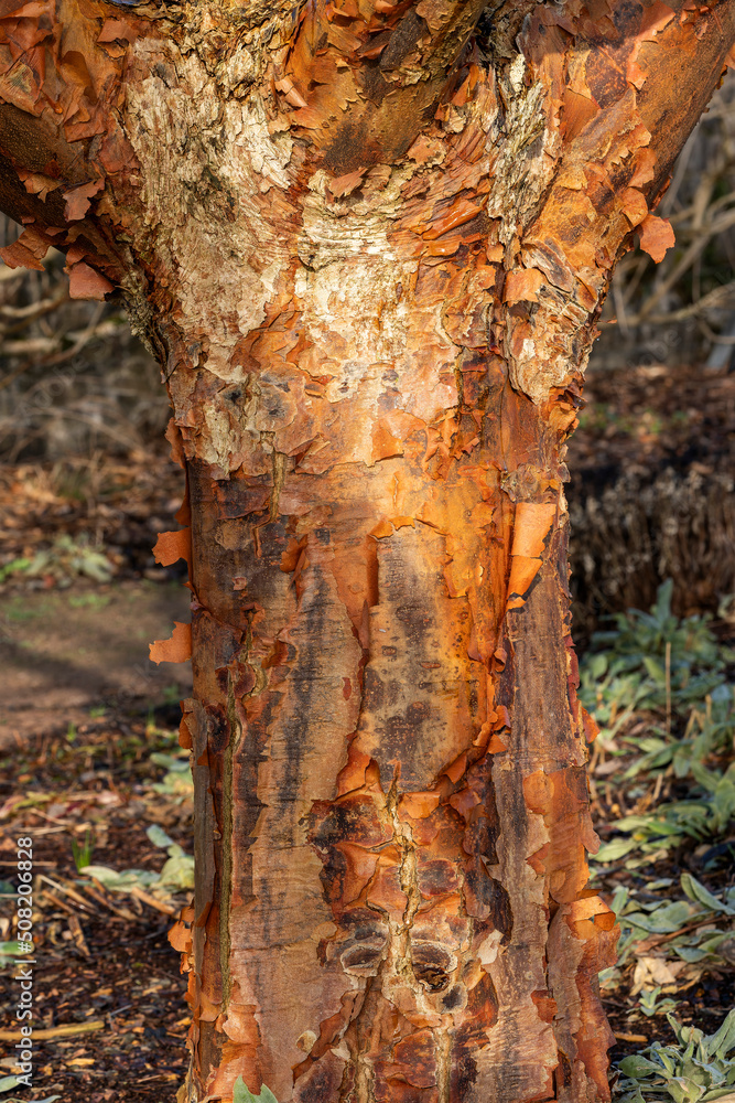 Acer griseum tree bark texture, which is commonly known as Paperbark Maple, stock photo image Acer griseum tree bark texture, which is commonly known as Paperbark Maple, stock photo image