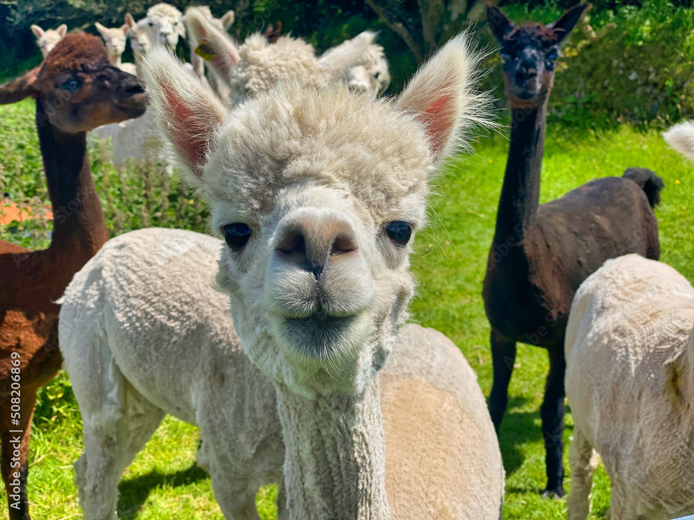 Obraz premium Alpaca's on a farm in Cornwall