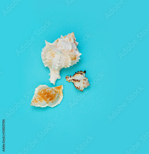 Seashells on a blue background. Background image for inserting text about a seaside vacation or tanning cosmetics.