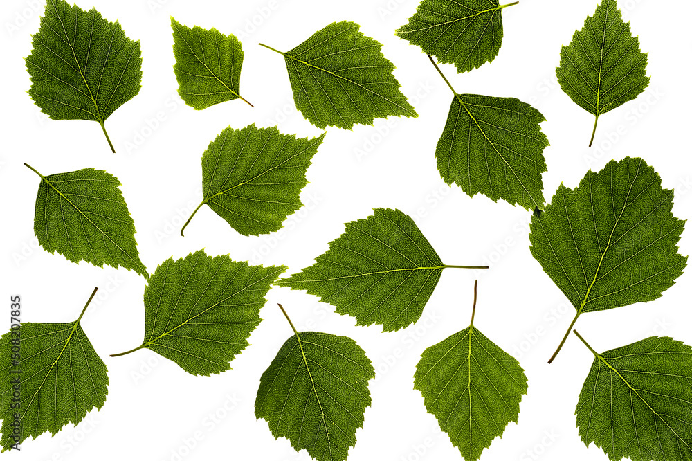BIRCH - Green leaves of spring and summer BIRCH - Green leaves of spring and summer