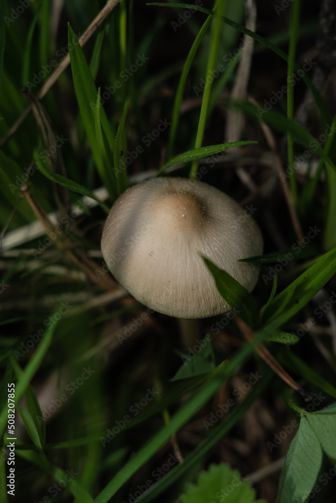 mushroom in the grass mushroom in the grass