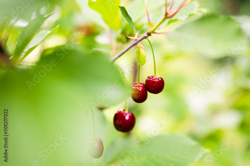 Red ripe cherries hanging from cherry tree branch on overcast day