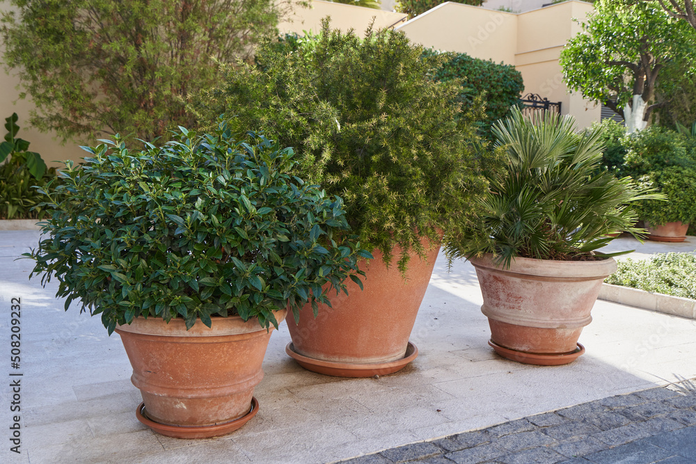 Bushes in a clay pots for landscaping garden